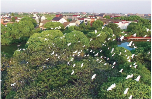 浙江省湖州市禹越镇德清三林村的白鹭在空中盘旋.jpg