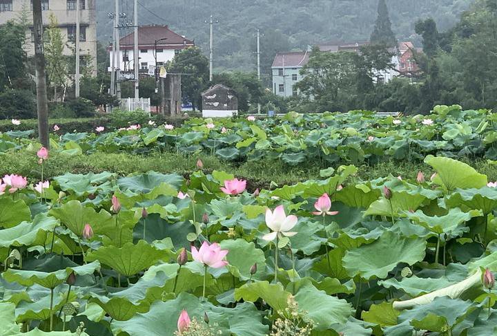 浙江省桐庐县环溪村的荷花层层叠叠盛开.jpeg