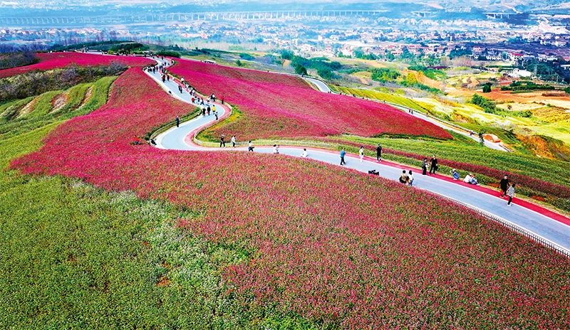 乡村旅游是推进乡村全面振兴的重要引擎。图为2023年10月10日，游人在陕西省西安市蓝田县九间房镇峪口村荞麦岭赏花游玩。.jpg